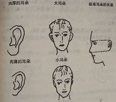 耳垂有線面相|从耳朵看面相｜5点耳朵形状及特征，一窥性格与运